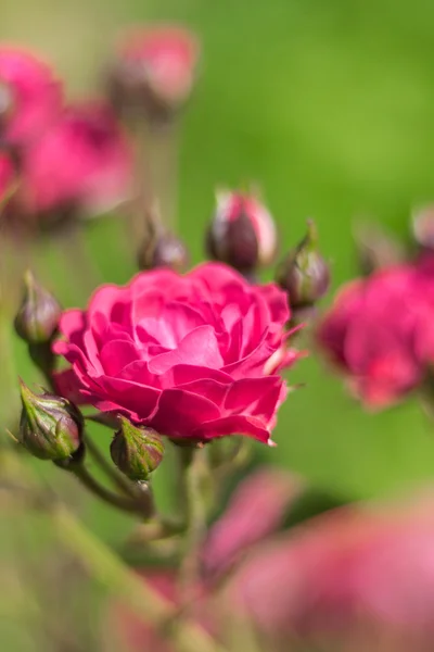 Flowers roses in the garden. — Stock Photo, Image
