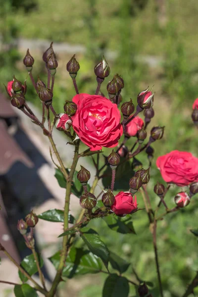 Flores rosas no jardim . — Fotografia de Stock
