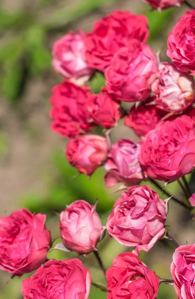 Flores rosas no jardim . Fotografias De Stock Royalty-Free