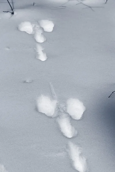 Traces of a hare. — Stock Image Traces of a hare. Stock Picture