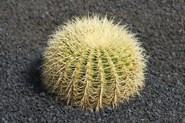 Very Prickly Cactus — Stock Photo, Image