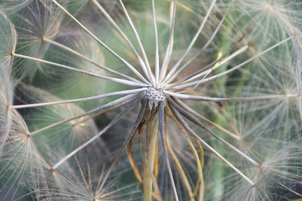 Seedhead gigant mniszek — Zdjęcie stockowe