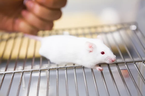 Rato de laboratório branco detido pelo cientista — Fotografia de Stock