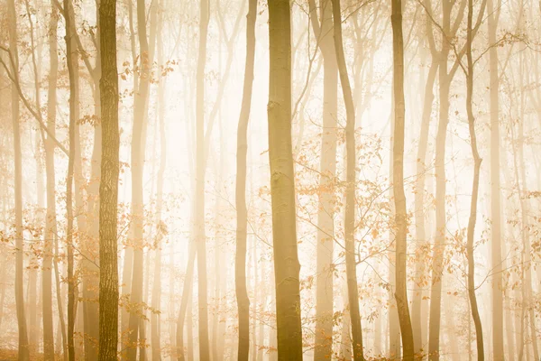 Nevoeiro com luz solar amarela cobre árvores na floresta — Fotografia de Stock