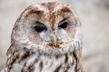 kahverengi ve beyaz owllooking yana