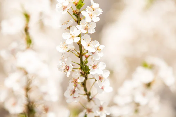 Apricot blossoms in spring, copy space — Stock Photo, Image