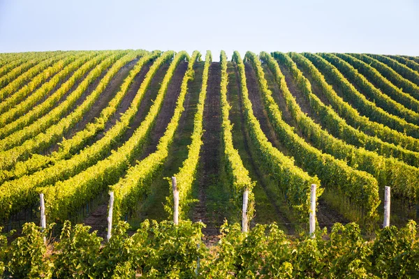 Horizontal shot of central european vineyard — Stock Photo, Image