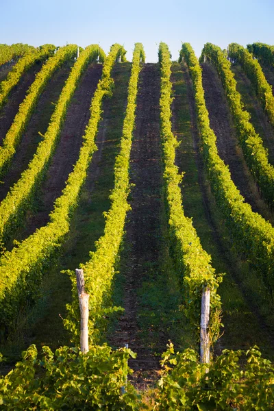 Vertical shot of central european vineyard — Stock Photo, Image