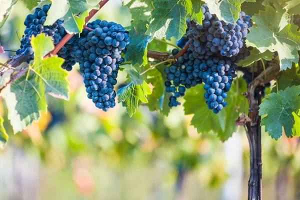 Červené révy vinné hrozny připraven pro harvestation — Stock fotografie