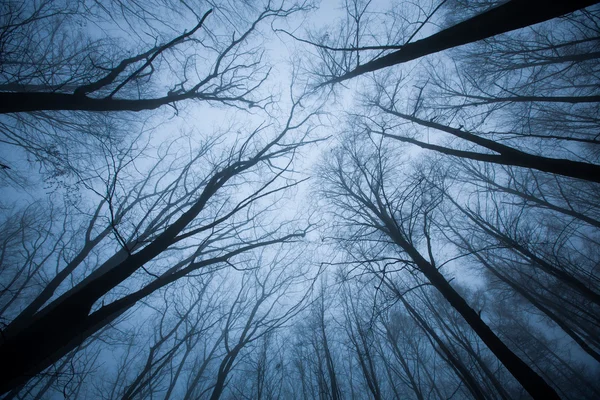 Escena oscura con copas de árboles terminando en niebla — Foto de Stock