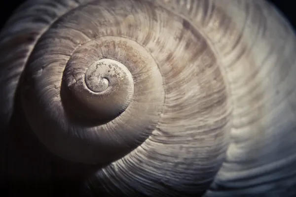 Dramatic close up of spiral shell, muted colors — Stock Photo, Image