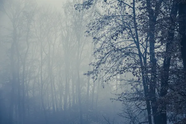 Foggy lesní stromy v popředí, kopie prostor — Stock fotografie