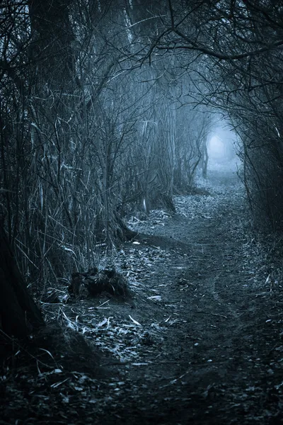 Passagem assustadora escura através da floresta — Fotografia de Stock