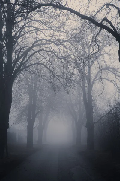 Rechtstreeks mistige passage omgeven door donkere bomen — Stockfoto