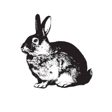 Vektör tavşan, tasarım izole, element tasarımı