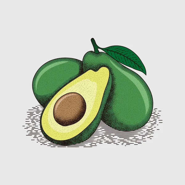 Qualità Premio Illustrazione Vettoriale Avocado — Vettoriale Stock