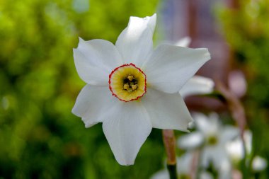 Beyaz narsisli çiçek yakından çekilmiş.