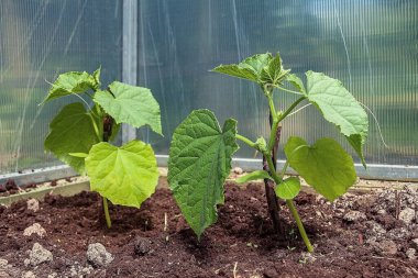 İki genç salatalık bir serada bir yatakta büyür.