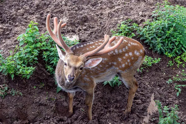 Portrait Jeune Cerf Tacheté Mâle Animal Tient Demi Tourné Regarde — Photo