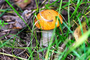 Çimenlerde portakal kaplamalı bir mantar yetişiyor. Yenilebilir mantarlar. Fotoğraf yakın planda çekilmiş. Mantar toplama mevsimi. Mantar kapağı yeşil otla kaplıdır..