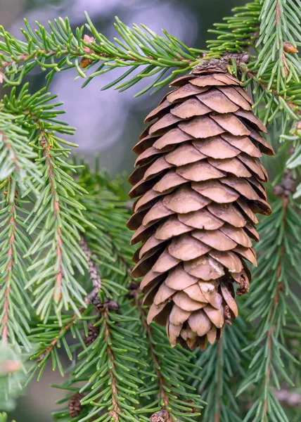 Fir Cone Hanging Green Prickly Branch Photo Taken Close Scales — Stock Photo, Image