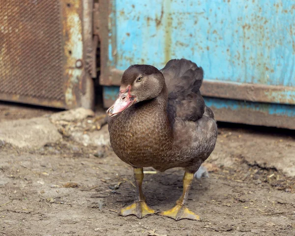 Large Female Duck Photographed Close Bird Stands Ground Looks Camera — Stockfoto