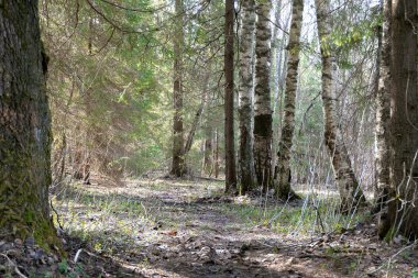 Bahar ormanında çeşitli ağaçlar. Yaprak döken ve kozalaklı ağaçlar. Ağaçların arasında bir patika var..