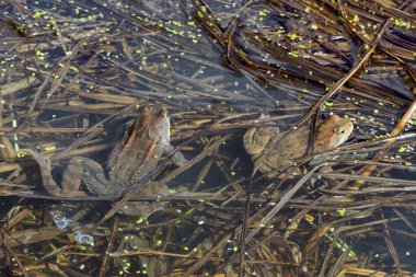 İki kurbağa suda oturuyor. Kurbağaların bedeni suyun içinde, kafaları yüzeyin üstünde. Yukarıdan çekilen amfibiler.