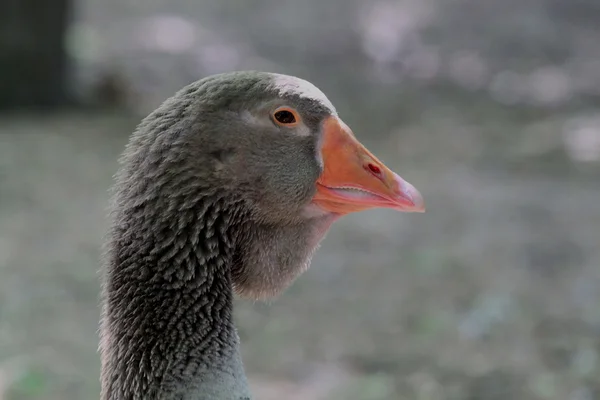 Grijze eend portret in de natuur — Stockfoto