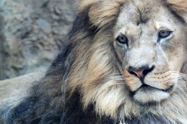 León africano —  Fotos de Stock