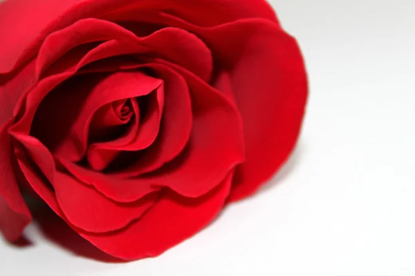 Färskhet röd ros för valentine — Stockfoto