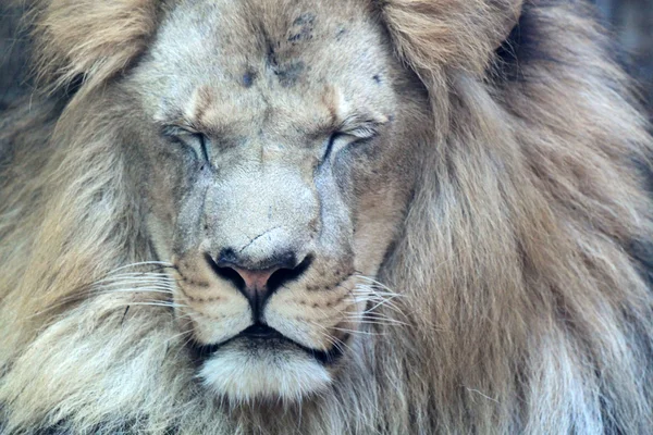 Großer afrikanischer Löwe zwinkert — Stockfoto