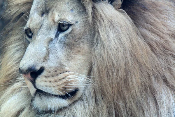 Porträt des schönen afrikanischen Löwen — Stockfoto