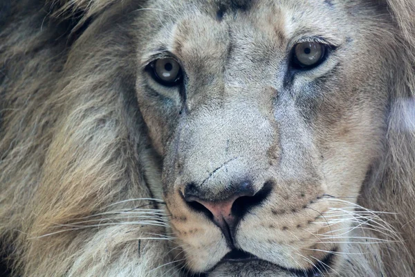 León macho africano —  Fotos de Stock