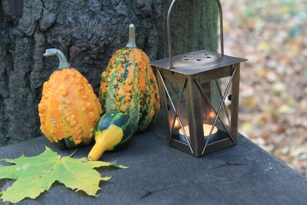 Rustic autumn still life with mini pumpkins — Stock Photo, Image