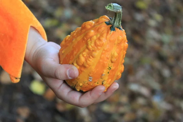 Child hand holding small orange pumpkin — Stock Photo, Image