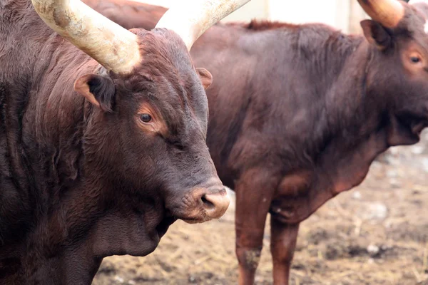 Ankole watusi — Stok fotoğraf