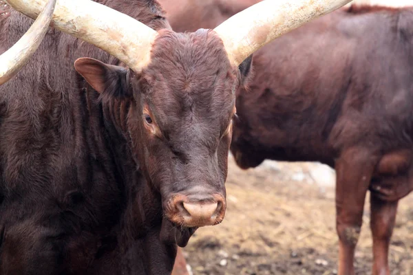 Ankole watusi — Stok fotoğraf