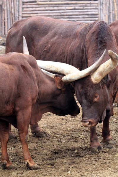 Ankole watusi — Stok fotoğraf