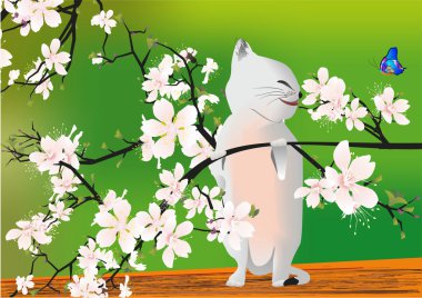 Bahar yavru kedi,