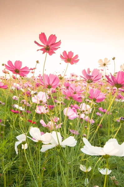 在日落的波斯菊花海 — 图库照片