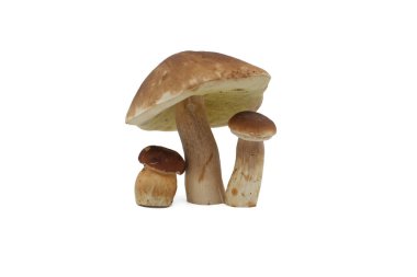 Beyaz arka planda izole edilmiş Boletus edulis veya Penny Bun, Cep mantarı