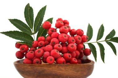 Beyaz bir zemin üzerinde ahşap bir plaka üzerinde Rowan meyvesi (dağ külleri, Sorbus aucuparia)