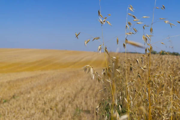 Vista Sobre Campo Fazenda Com Colheita Cereais Dourados Verão Foco — Fotografia de Stock