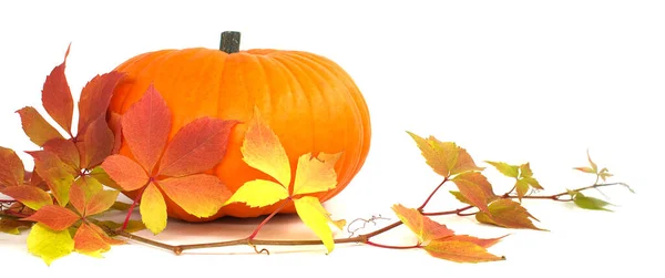 Citrouille Orange Aux Feuilles Saisonnières Isolées Sur Fond Blanc Bannière — Photo