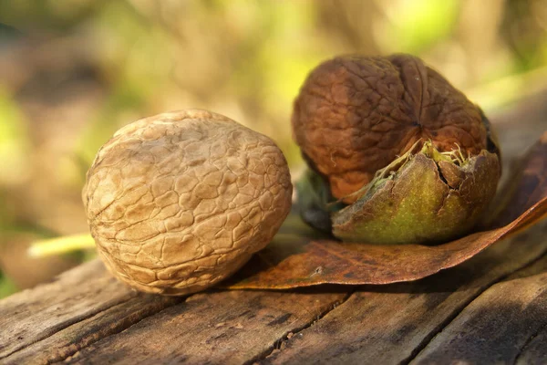 Cosecha Fresca Nueces Juglans Regia Una Cáscara Verde Cáscara Piel — Foto de Stock