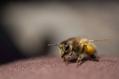 Batı bal arısı ya da Avrupa bal arısı, Apis mellifera, makro kenar görüş