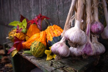 Taze toplanmış sarımsak soğanları, renkli balkabağı ve kabak koleksiyonu çiftlik ambarındaki kırsal bir masada.