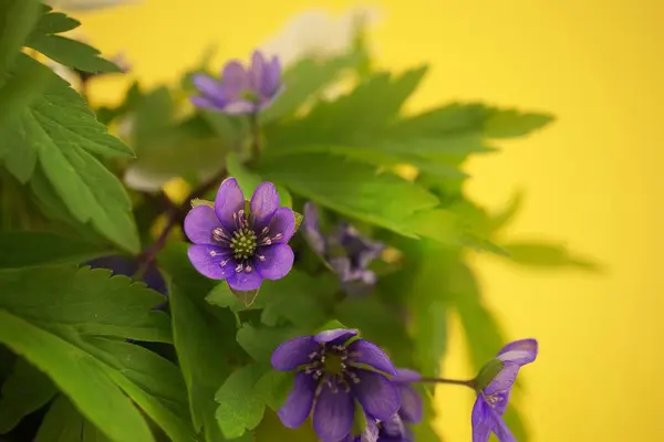 Modrá Hepatica Nobilis Detailním Záběru Brzy Kvetoucí Jarní Rostliny Žlutém — Stock fotografie