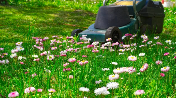 绿色花园草坪上精致的白色和粉色春花 末端有电动割草机 在季节的低角度地面视野和庭院维护理念 — 图库照片